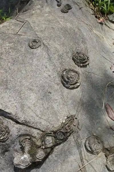 "世界一绝"的都安长寿山石头开花景区在都安澄江乡长寿山上,距离都安