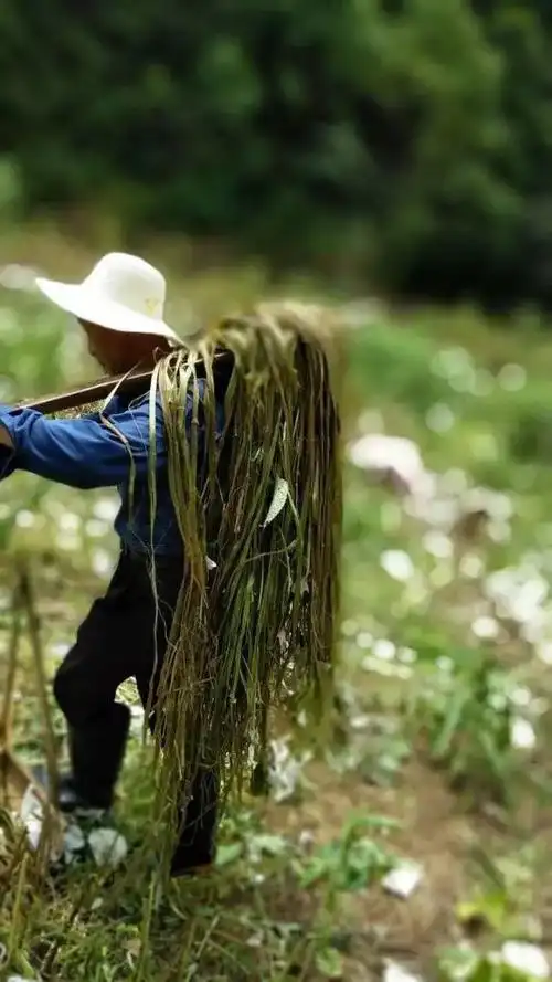 浏阳的苎麻名品"鸡骨白"经过三个月的生长,已经达到2米高,苎麻