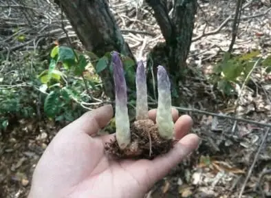 "独根草"所分布的地区在我国的四川,西藏,云南,山东,及湖北等国外.