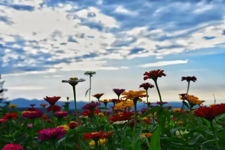 夕阳下的花海有着别样的美丽