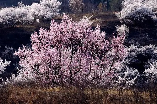 一夜春风来,满树杏花开