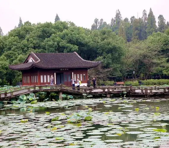 初秋的西湖一景曲院风荷