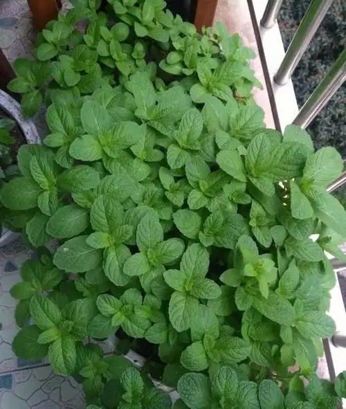 绿植,还带有清凉芳香的味道,薄荷有很多很多种,除了我们常见的土薄荷